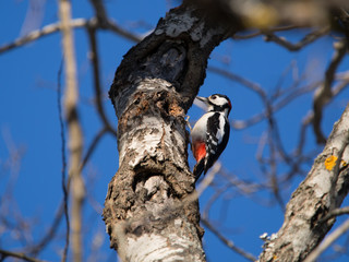 Woodpecker