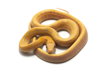 snake isolated on white backgrounde