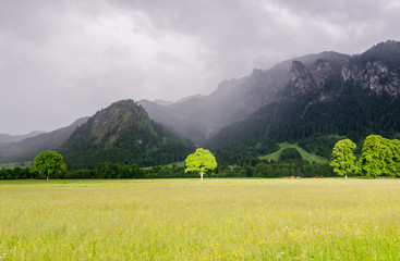 The tree in Bavaria, Germany. It's located near Neuschwanstein and Hoshenschwangau castles