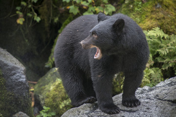 Naklejka premium Black Bear with Mouth Open