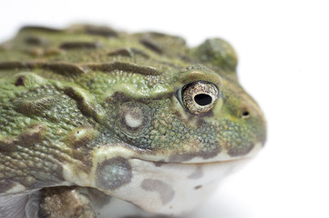 frog isolated on white background