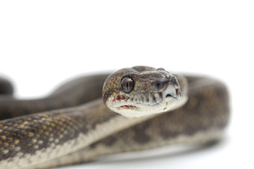 snake isolated on white backgrounde