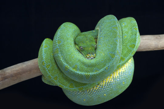 snake wildlife reptile tree