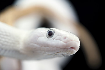 snake wildlife reptile tree