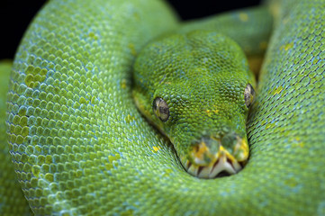 Obraz premium snake wildlife reptile tree