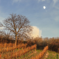 Nussbaum im Weingarten mit aufgehendem mond im Winter