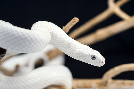 snake wildlife reptile tree