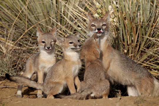 Swift fox (Vulpes velox) vixen and three kits at their den, Pawnee National Grassland, Colorado