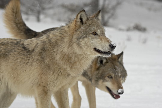 Two Gray Wolves (Canis lupus) in the snow in captivity, near Bozeman, Montana