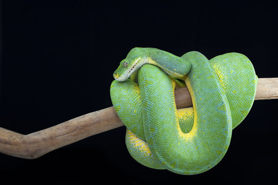 snake wildlife reptile tree