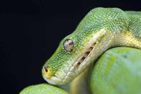 snake wildlife reptile tree