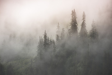 Misty Temperate Rainforest, Stikine River, Alaska