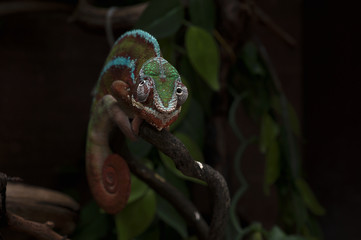 chameleon wildlife