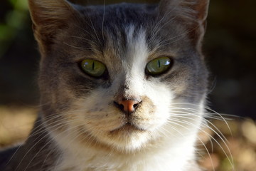 cat looking at lens © Alexander