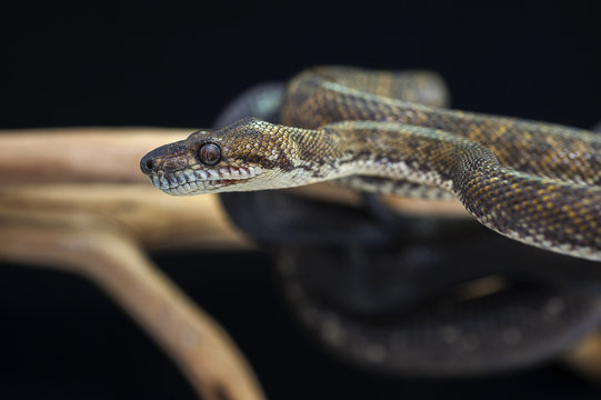 snake wildlife reptile tree