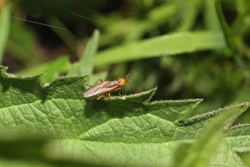 Hornfliege, Mücke auf Blatt, Limnia unguicornis