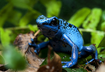frog nature wildlife