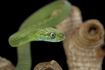 snake wildlife reptile tree