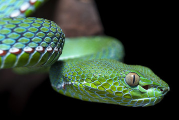 snake wildlife reptile tree