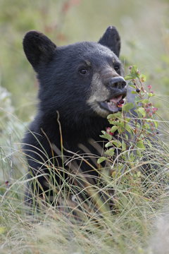 Black bear (Ursus americanus) cub eating Saskatoon berries, Waterton Lakes National Park, Alberta, Canada
