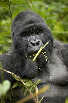 Silverback mountain gorilla (Gorilla gorilla beringei), Group 13, Volcanoes National Park, Rwanda