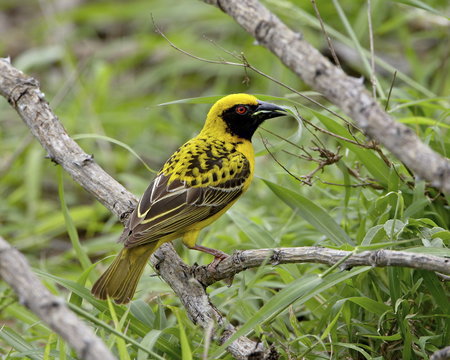 Male Spotted-backed weaver (Village weaver) (Ploceus cucullatus) collecting grass for his nest, Addo Elephant National Park