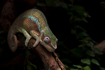 chameleon wildlife © Dmitry