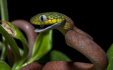 snake wildlife reptile tree