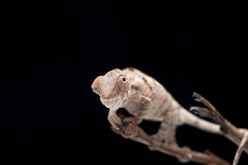 chameleon wildlife