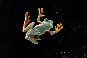 Obraz na płótnie Canvas frog nature wildlife