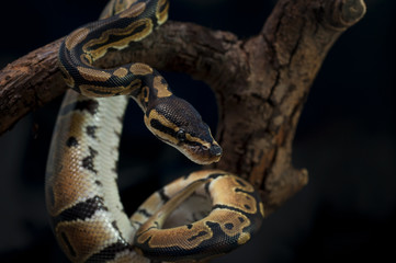 snake wildlife reptile tree