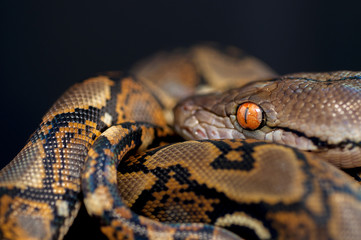 snake wildlife reptile tree