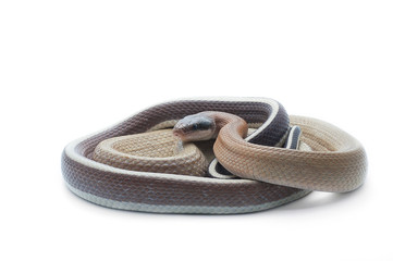 Fototapeta premium snake isolated on white background