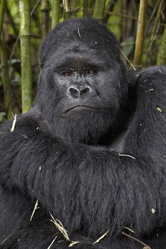 Silverback mountain gorilla (Gorilla gorilla beringei) of the Kwitonda group, Volcanoes National Park, Rwanda