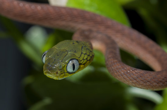 snake wildlife reptile tree