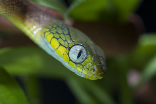 snake wildlife reptile tree