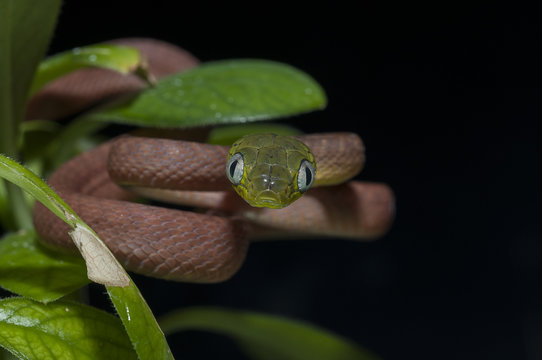 snake wildlife reptile tree