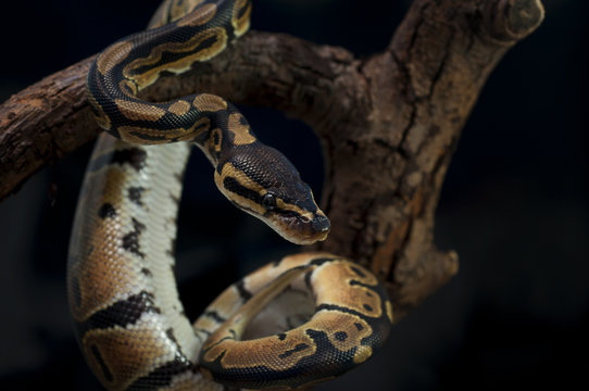 snake wildlife reptile tree