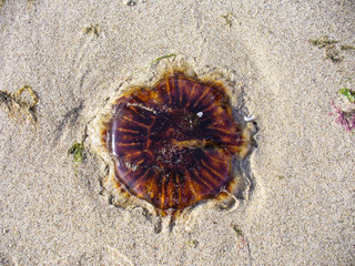Lion's mane jellyfish on the beach