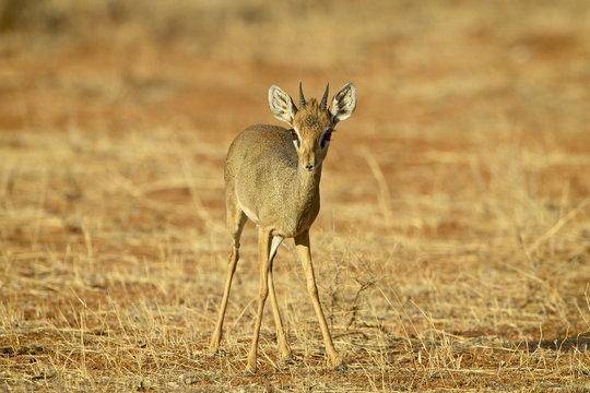 Male Gunther's dik dik (Rinchotragus guntheri), Samburu National Reserve, Kenya