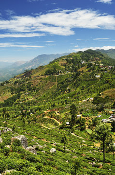 View of tea plantations from Lipton's Seat, Haputale, Sri Lanka
