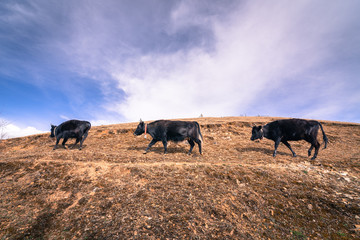Three black cows or yak of the local villagers in China while walking on mountains