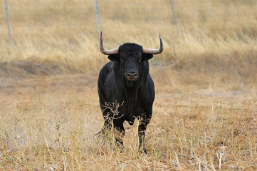 TORO CAMPO