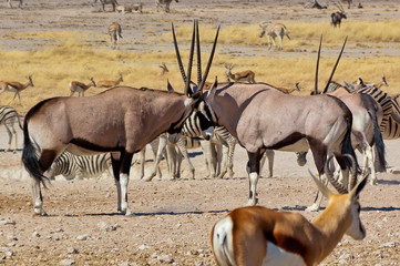 Two oryx antilopes fighting with their horns. African nature and wildlife reserve, Etosha, Namibia
