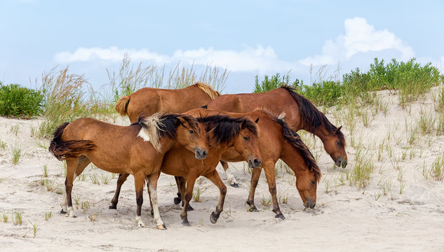 Assateague Island Wild Ponies on the Beach
