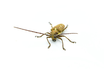 Long-horned Beetle (Dorysthenes walkeri Waterhouse) and wings with yellow polka dots on white background