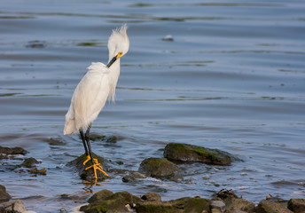 Snowy Egret (Egretta Thula)