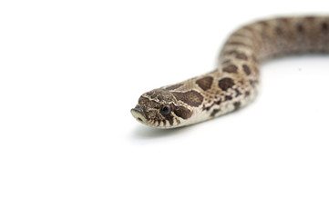 Fototapeta premium snake isolated on white background