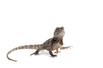 lizard gecko white isolated