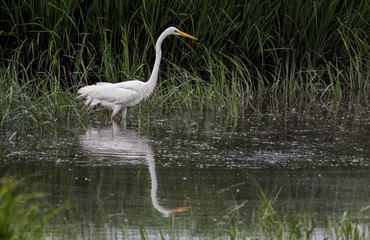 Great Egret (Ardea alba) Wading in Water